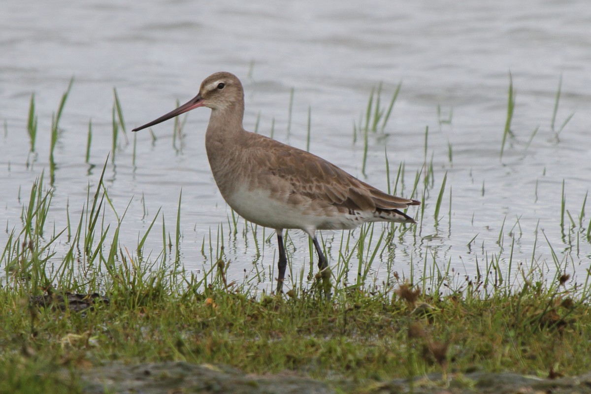 Hudsonian Godwit - ML646857021