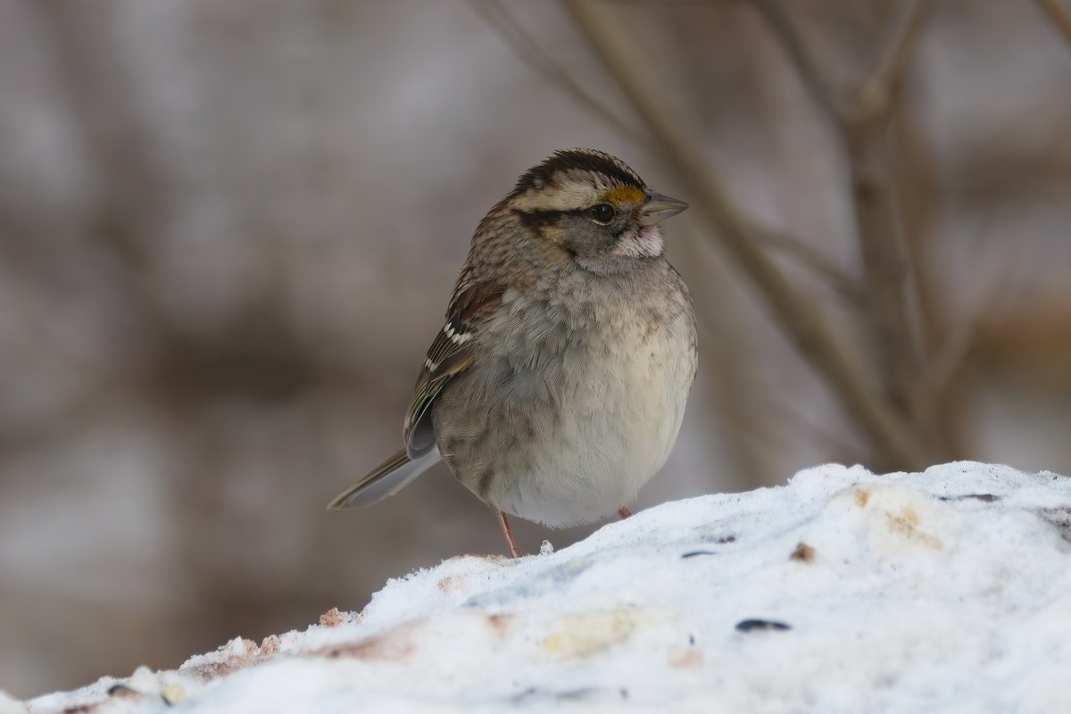 White-throated Sparrow - ML646857022