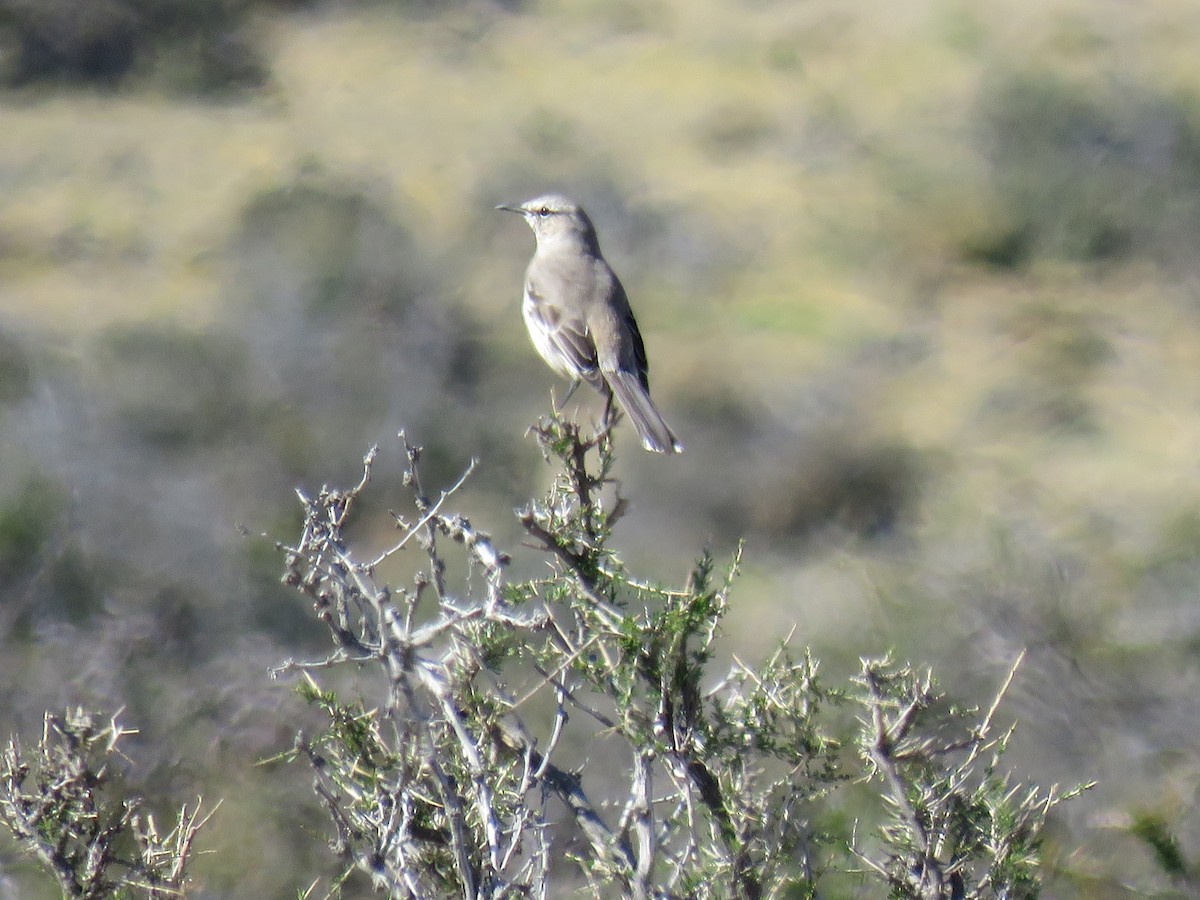Patagonian Mockingbird - ML646857023