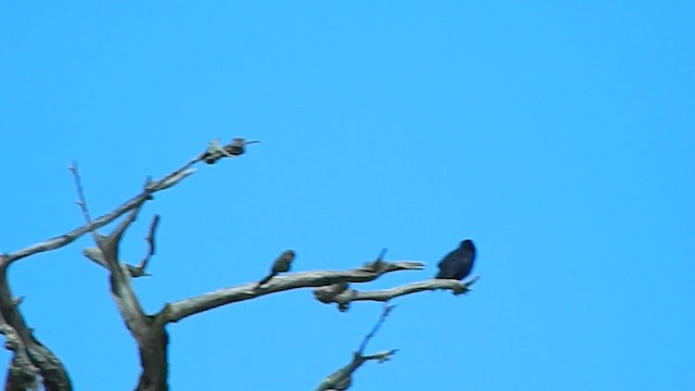 Austral Blackbird - ML646857024