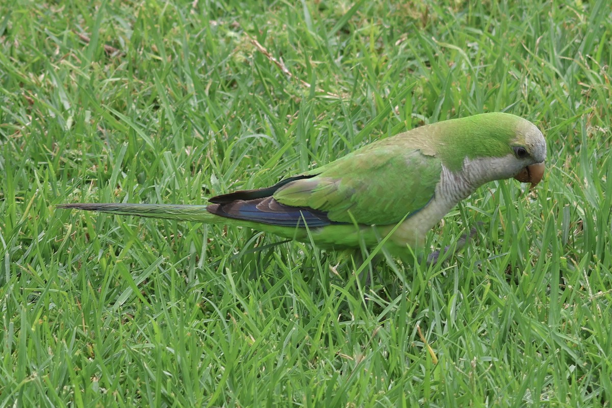 Mönchssittich - ML646857025