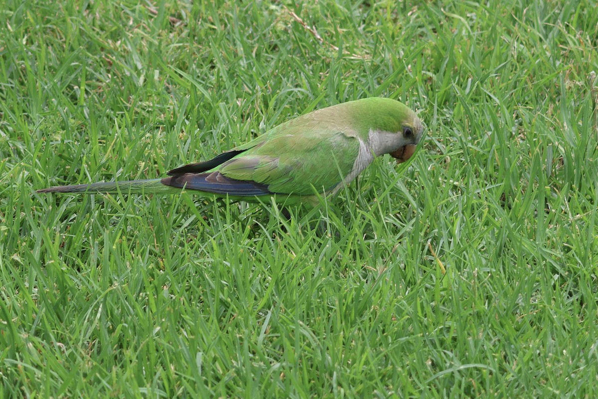 Mönchssittich - ML646857026