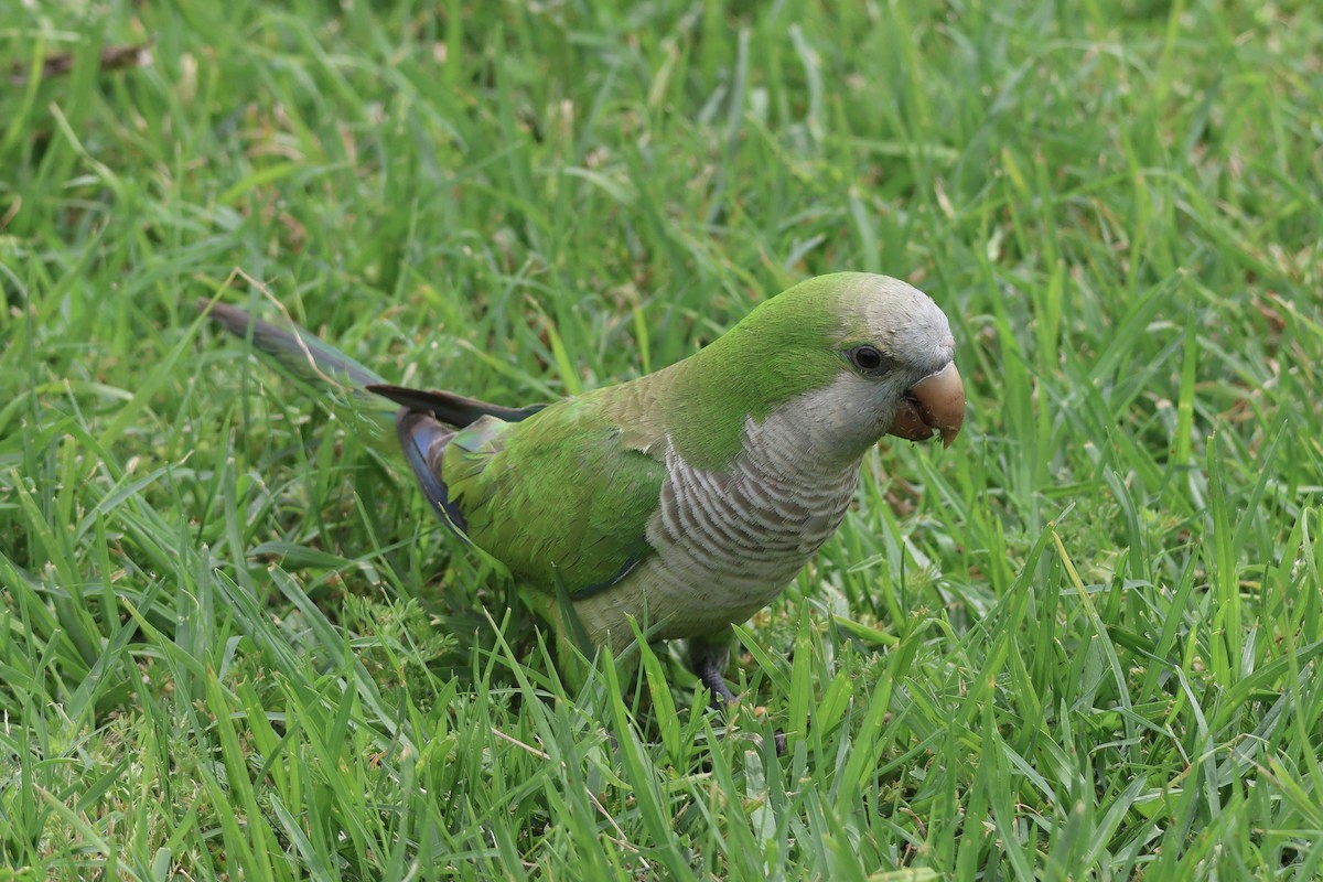 Mönchssittich - ML646857027