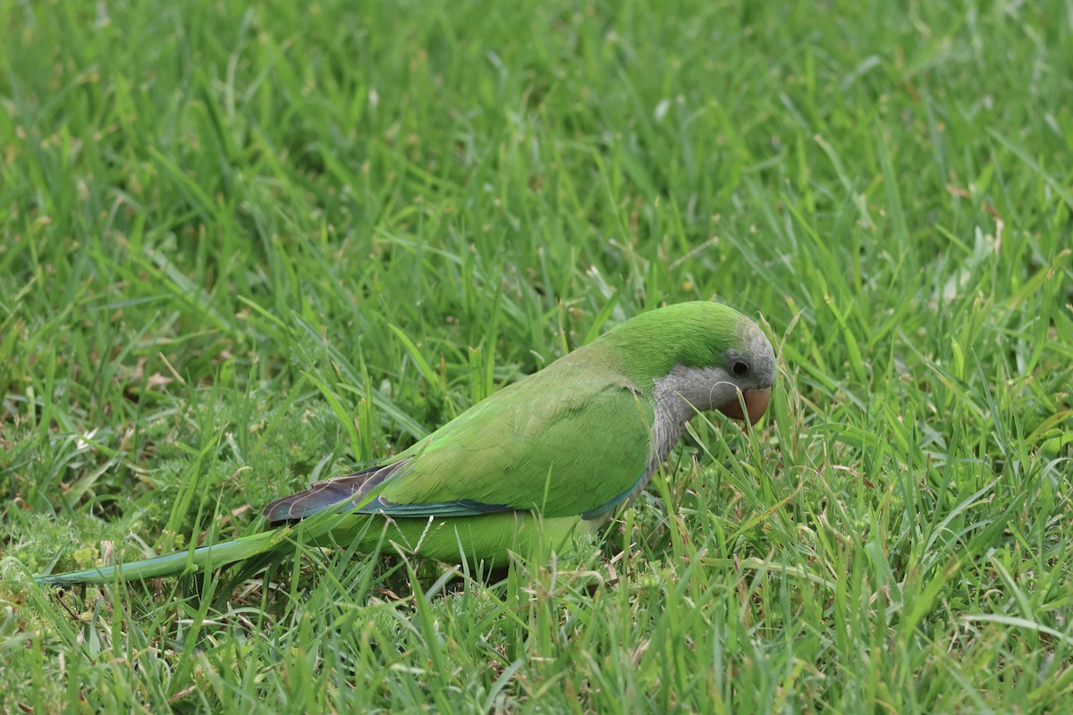 Mönchssittich - ML646857028