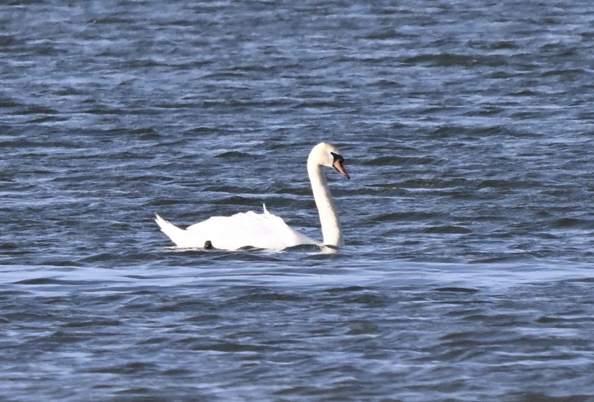 Beltxarga arrunta - ML646857029