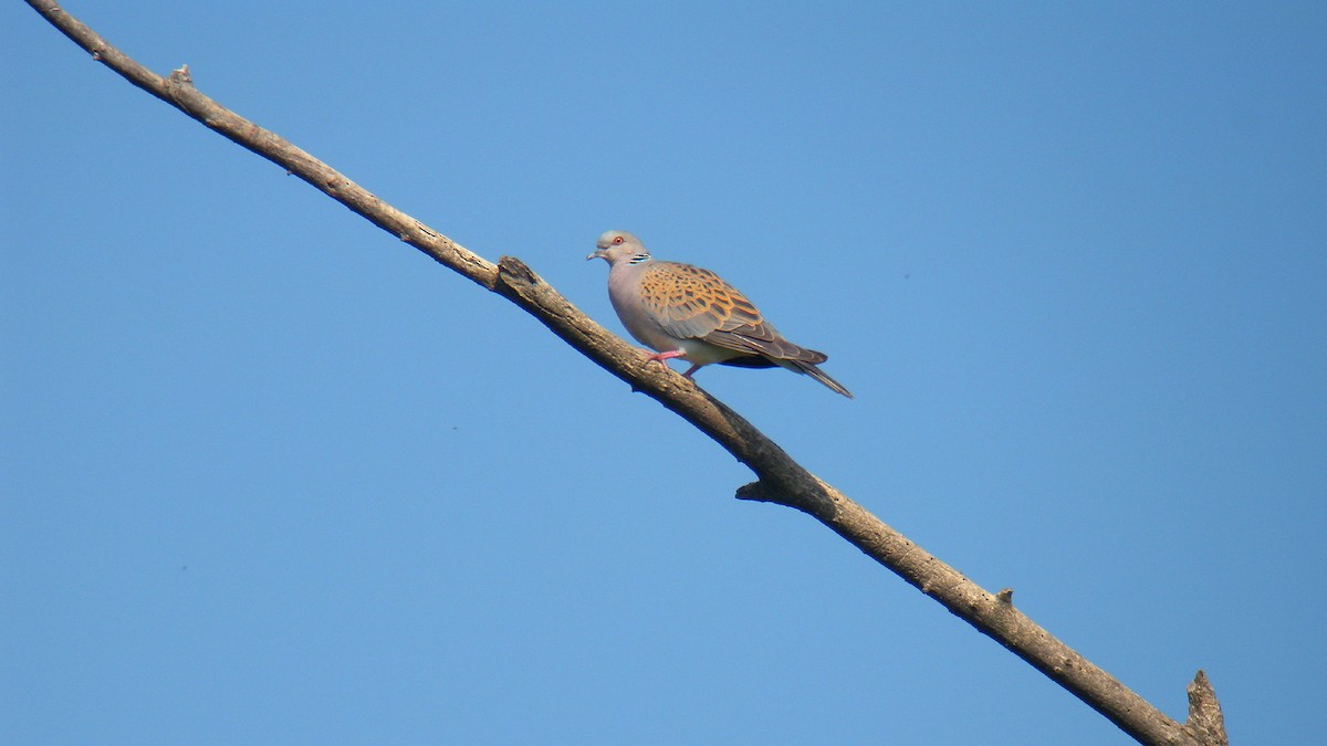 European Turtle-Dove - ML646857030