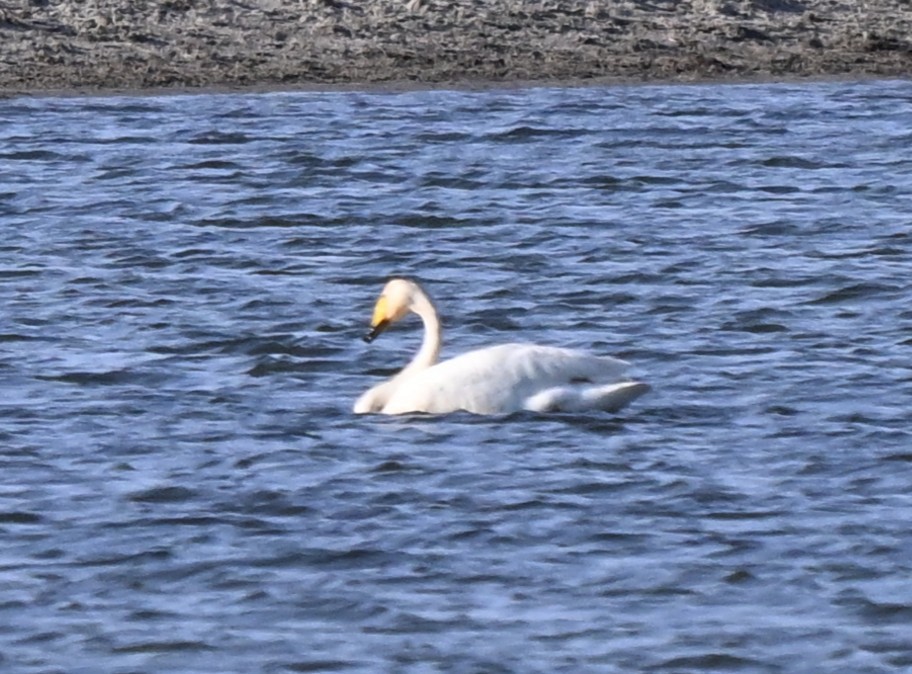 Beltxarga oihularia - ML646857031