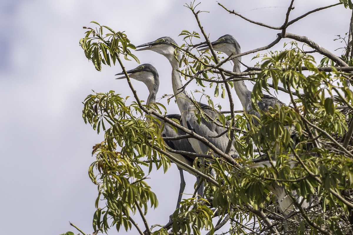 Héron mélanocéphale - ML646857034