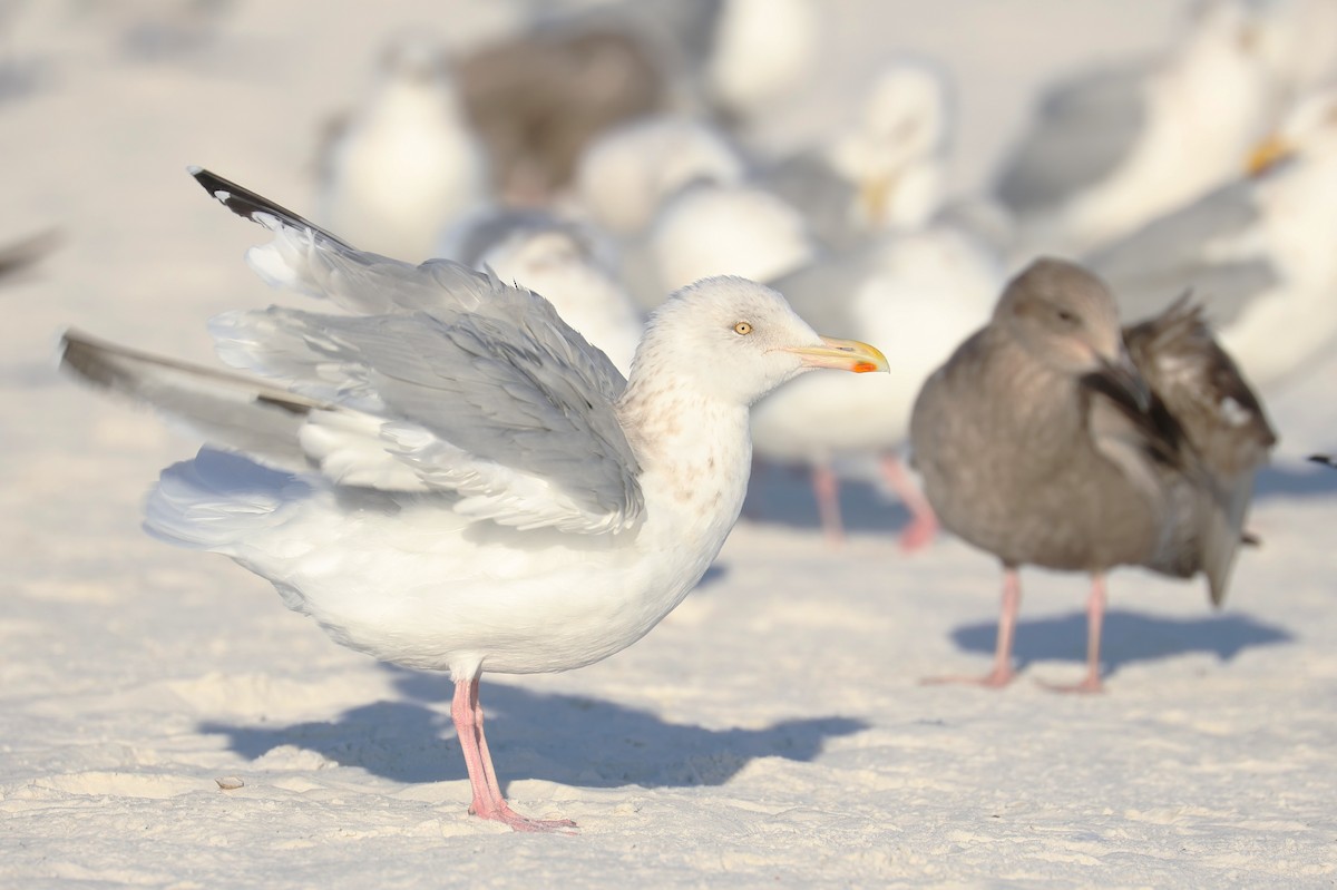 Kanadamöwe - ML646857037