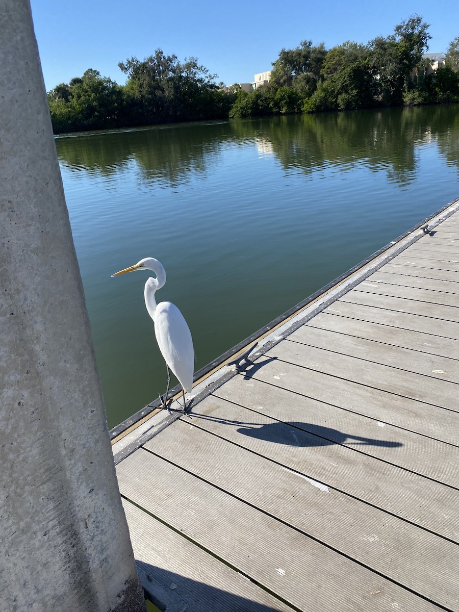 Garceta Grande - ML646857041