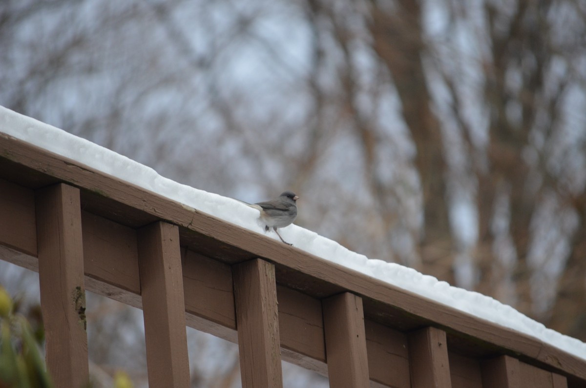 Dark-eyed Junco - ML646857042