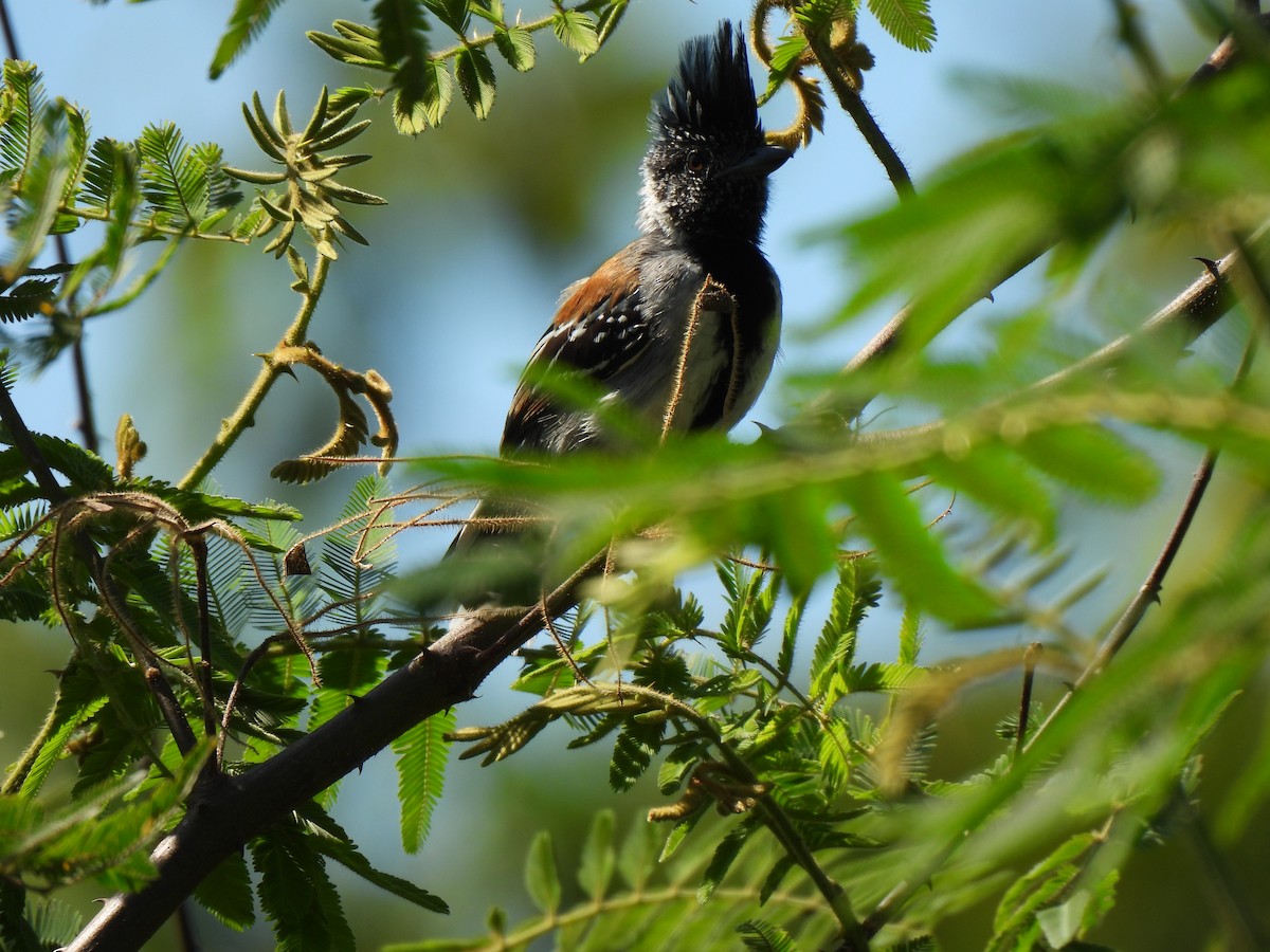Black-crested Antshrike - ML646857044