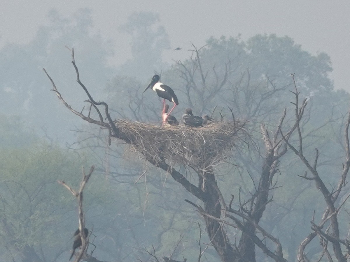 セイタカコウ - ML646857045