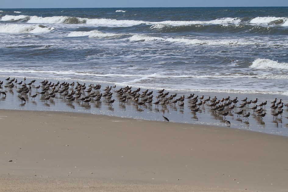 Red Knot - ML646857046