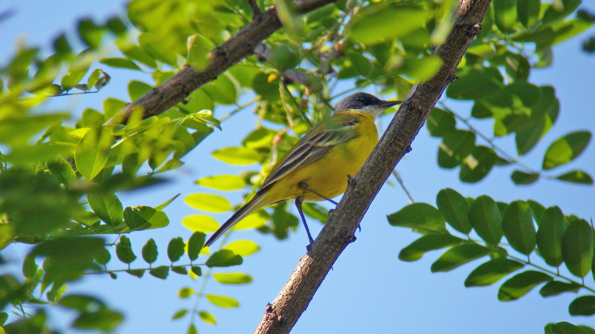 Western Yellow Wagtail - ML646857047