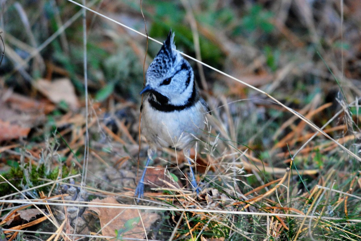 Crested Tit - ML646857048