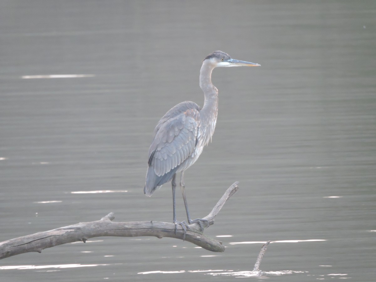 volavka velká - ML646857051