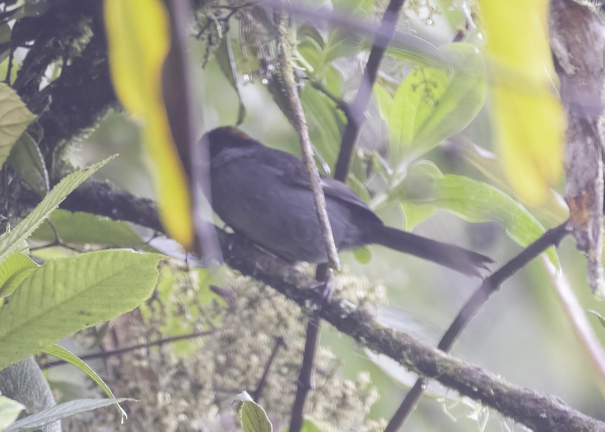 Northern Slaty Brushfinch - ML646857055