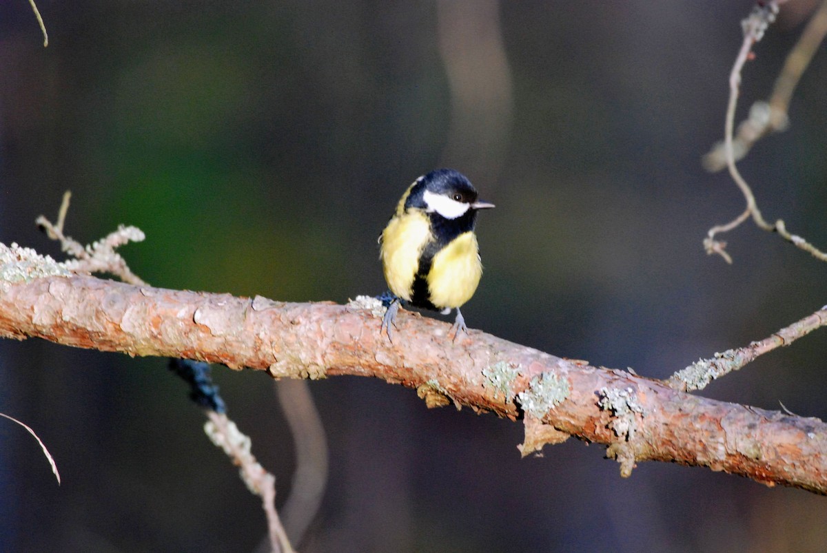 Great Tit - ML646857056