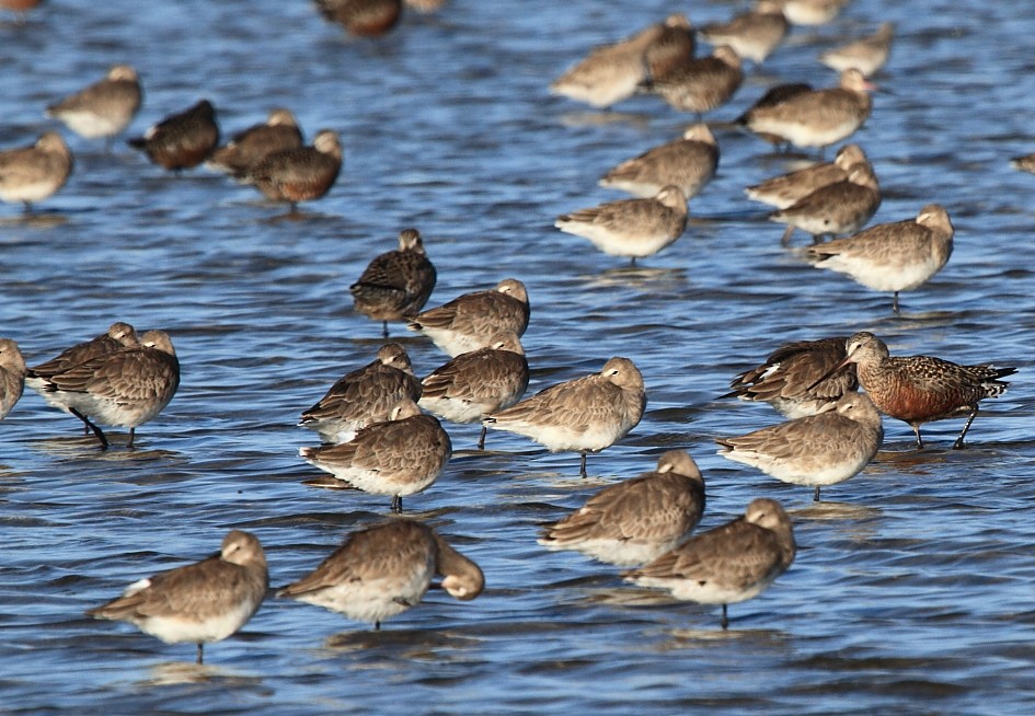 Hudsonian Godwit - ML646857067
