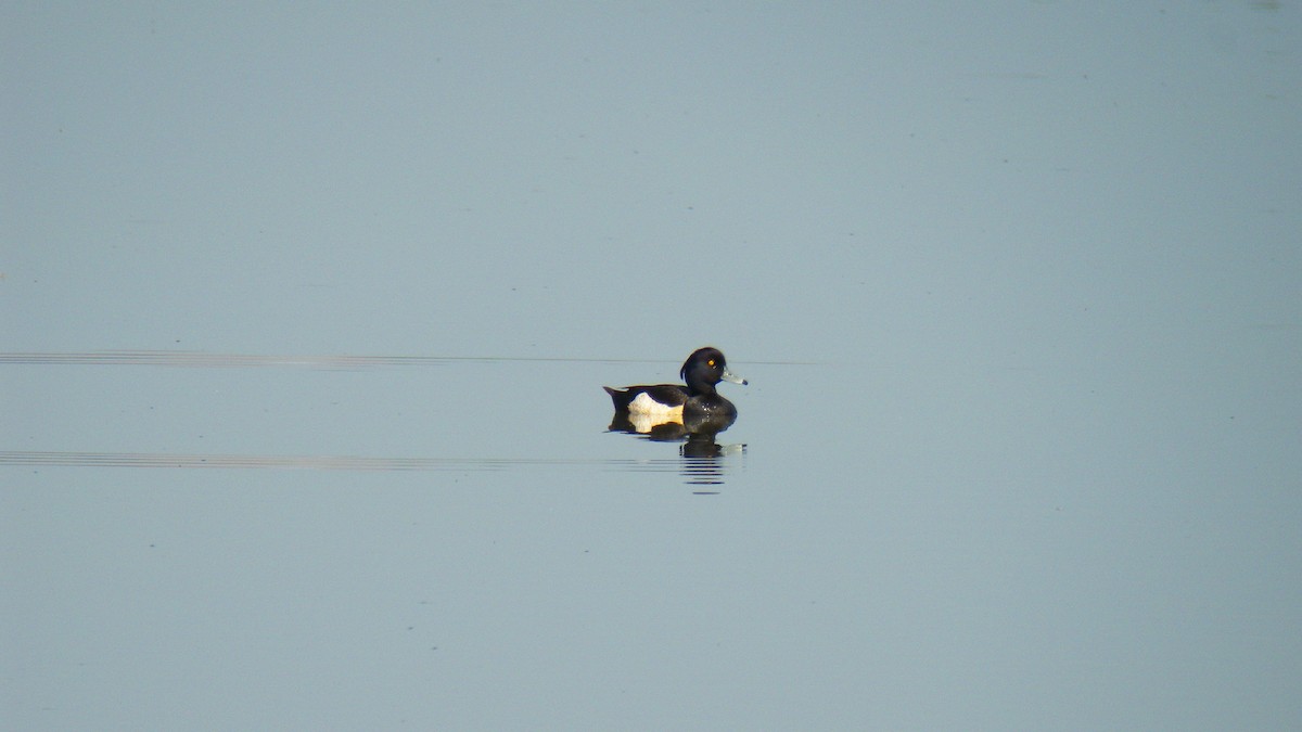 鳳頭潛鴨 - ML646857069