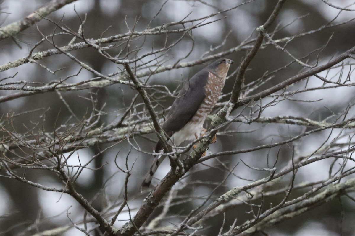 Sharp-shinned Hawk - ML646857075