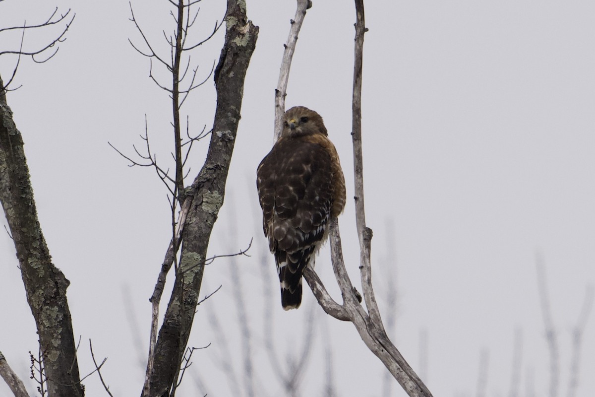 Red-shouldered Hawk - ML646857076