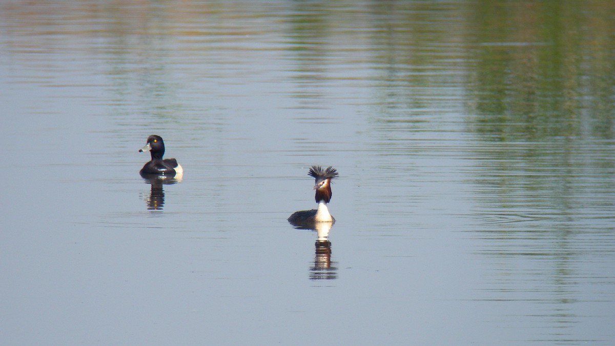 冠鸊鷉 - ML646857077