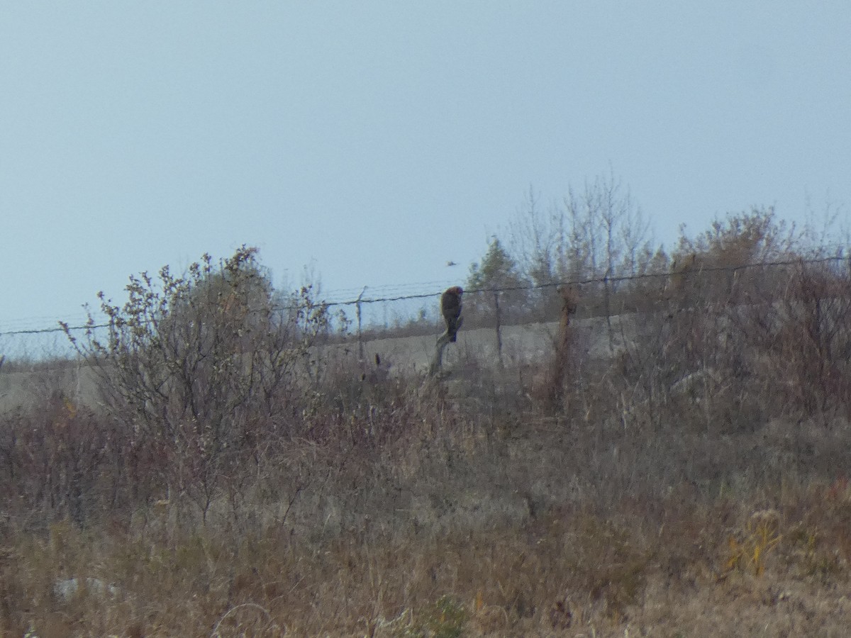 hawk sp. - ML646857080