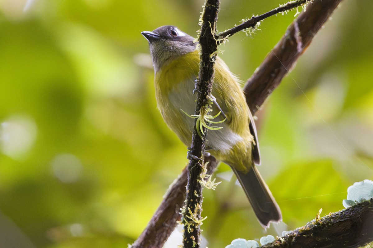 Common Chlorospingus - ML646857081