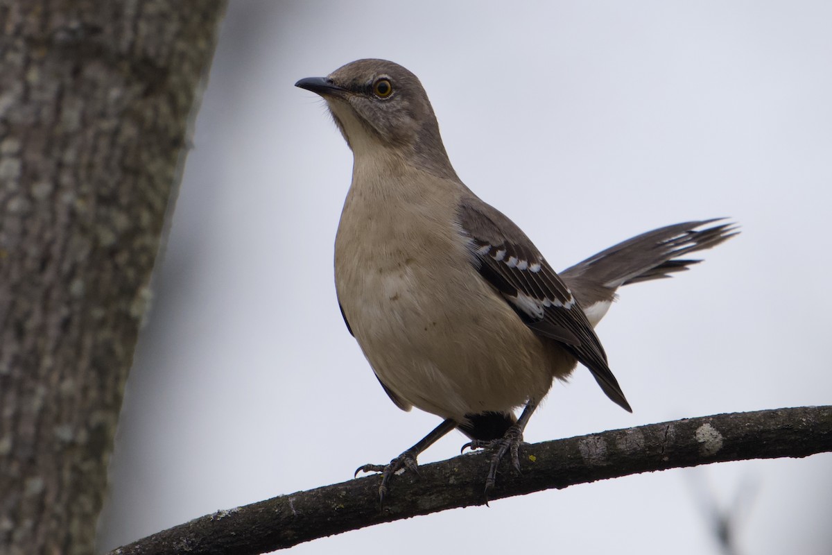 Northern Mockingbird - ML646857083