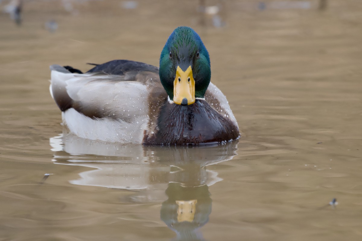 Germano reale - ML646857086