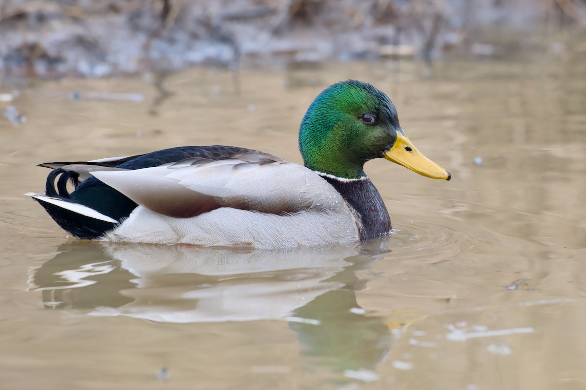 Germano reale - ML646857087