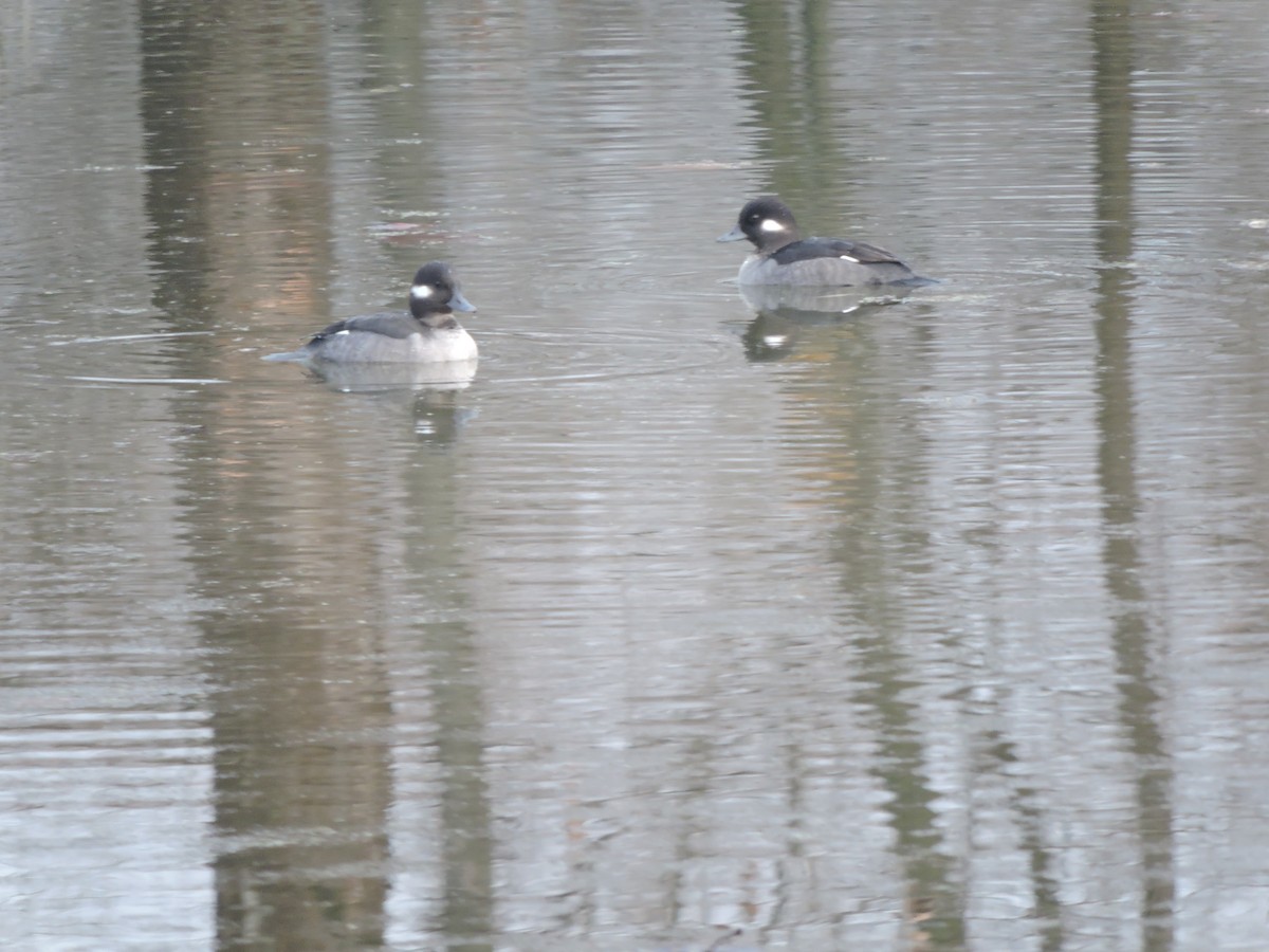 hohol bělavý - ML646857089