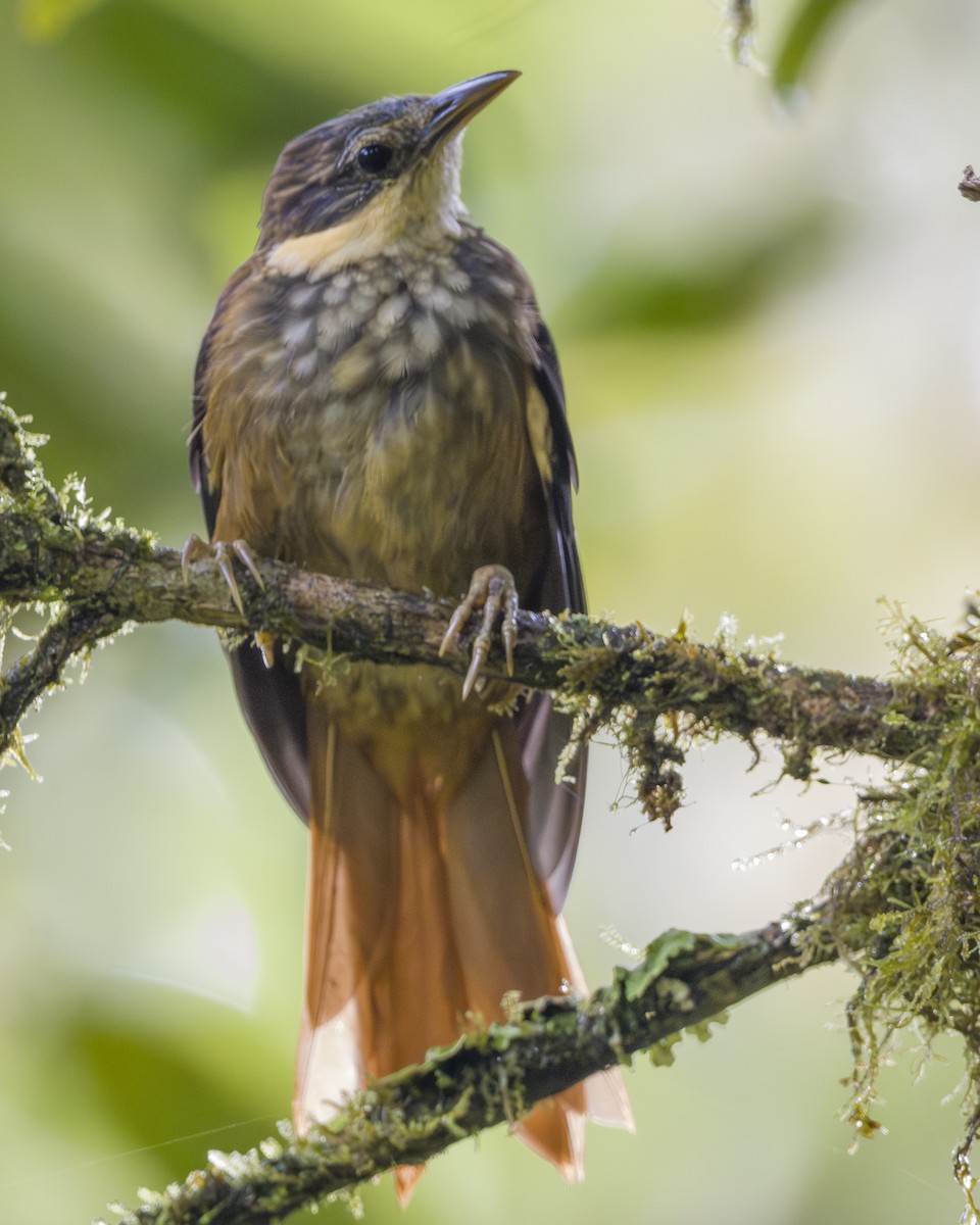 Buffy Tuftedcheek - ML646857090