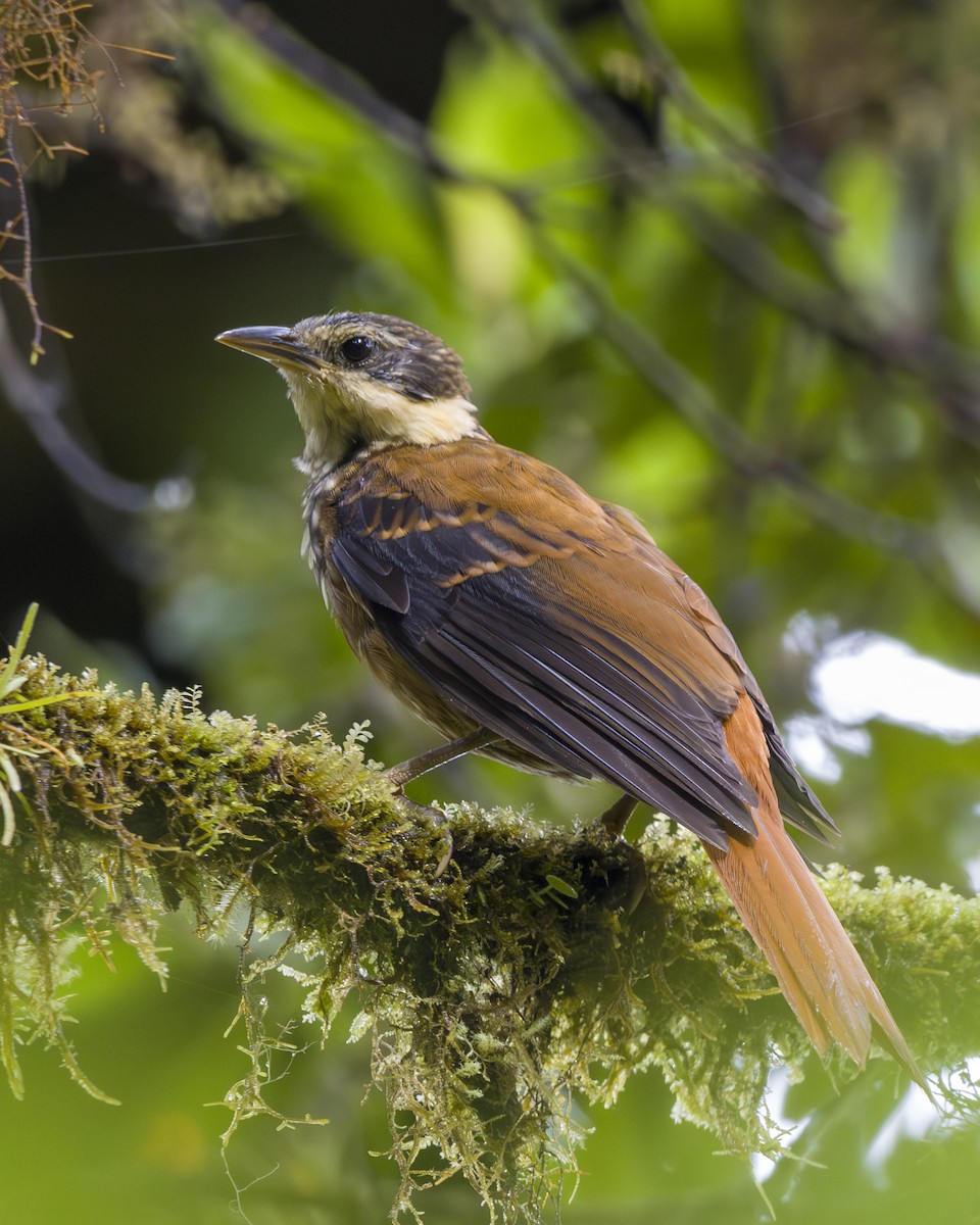 Buffy Tuftedcheek - ML646857091