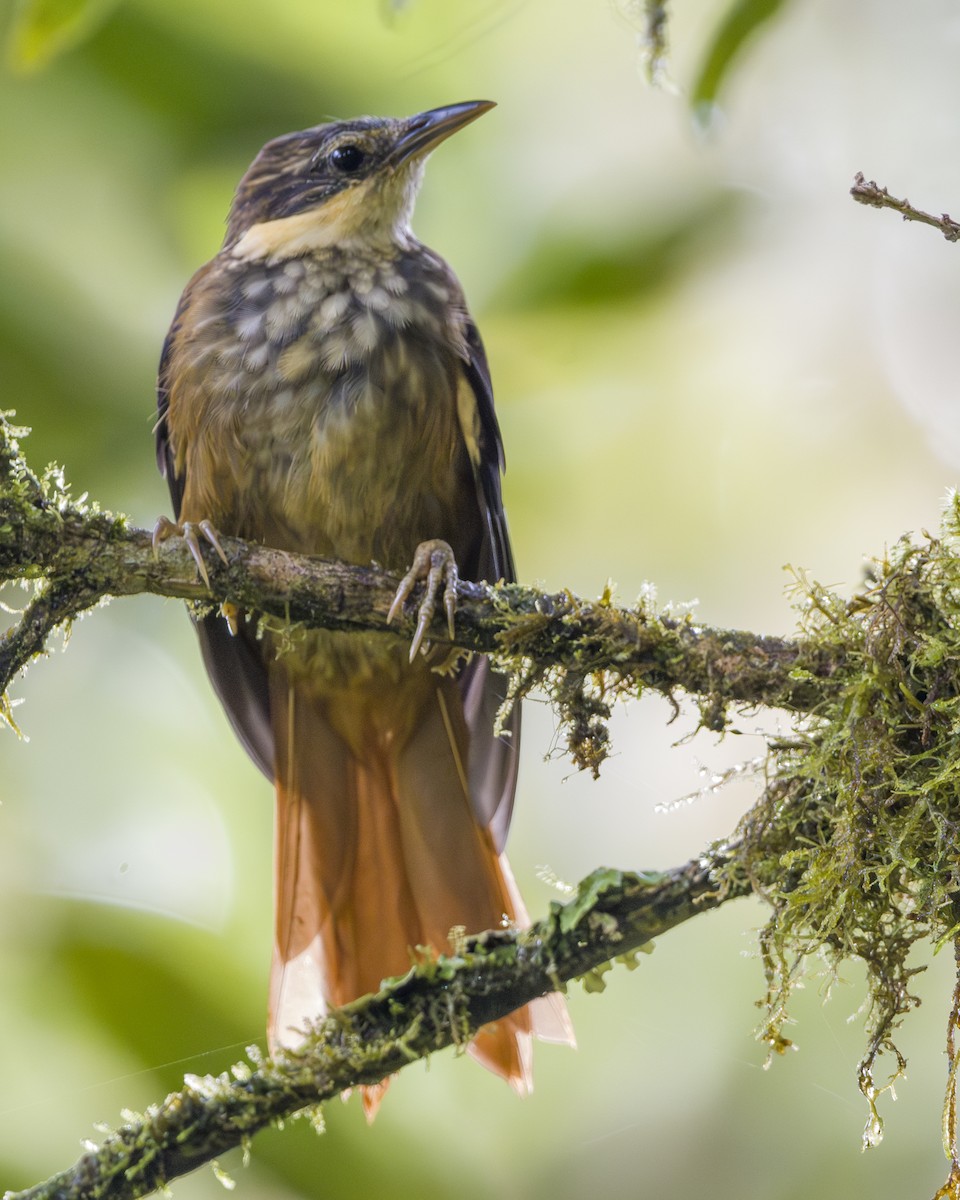 Buffy Tuftedcheek - ML646857092