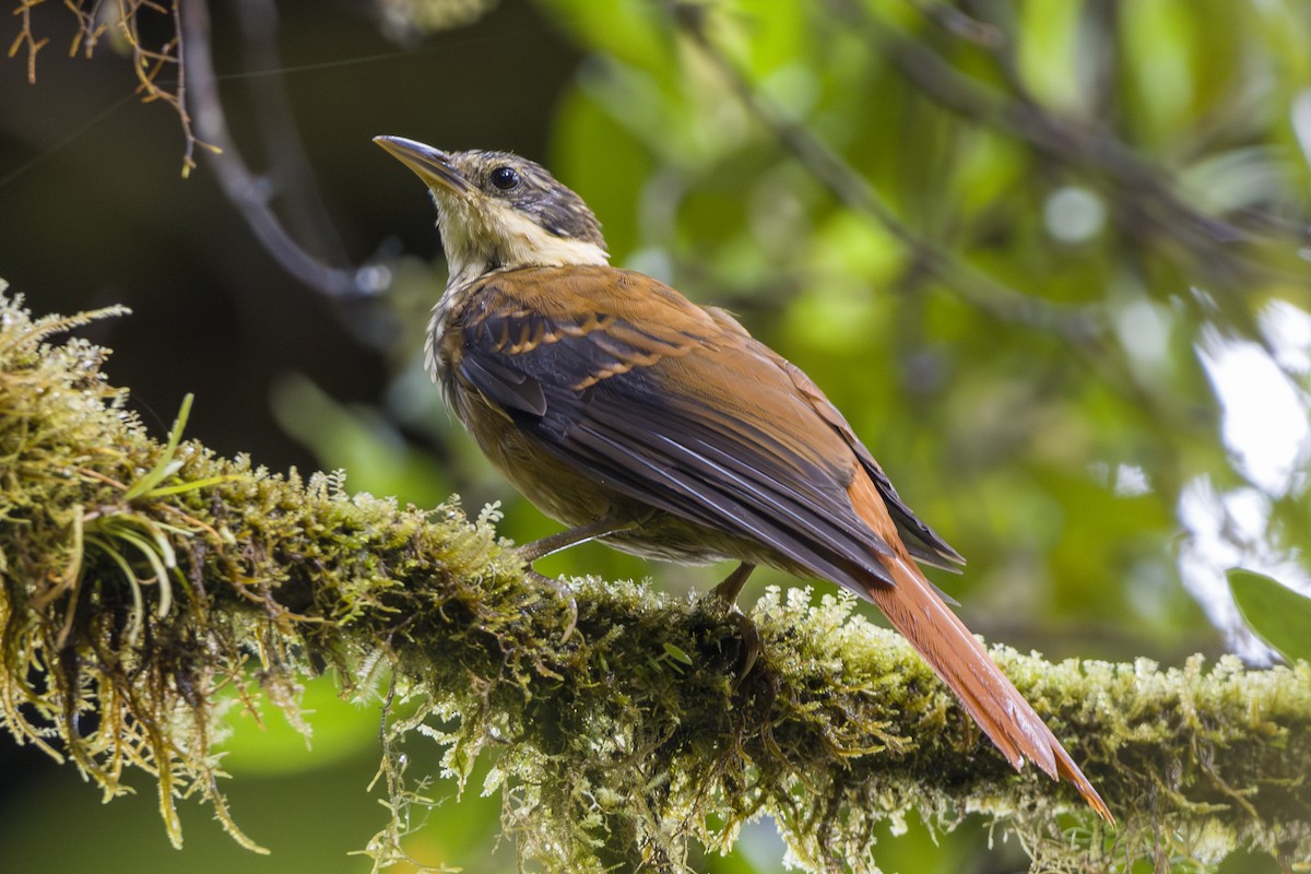 Buffy Tuftedcheek - ML646857093