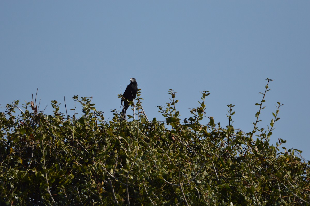 Groove-billed Ani - ML646857095