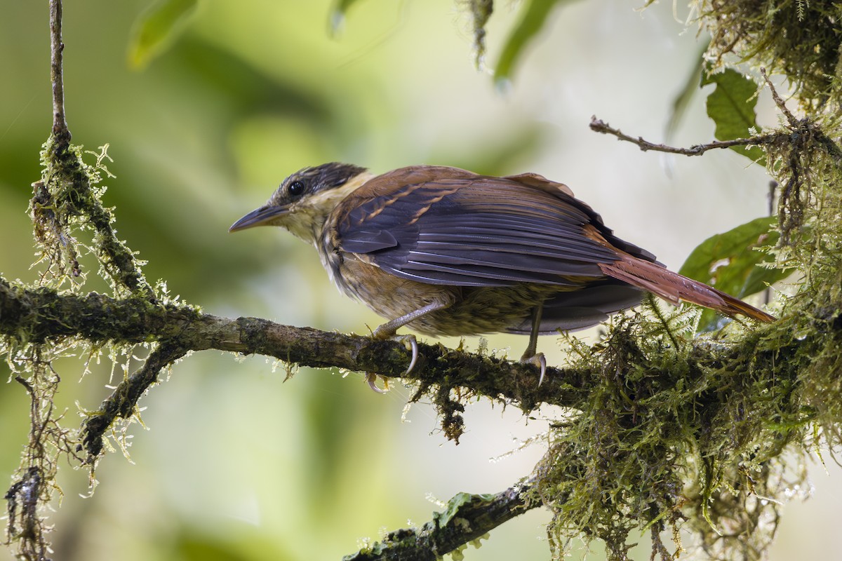 Buffy Tuftedcheek - ML646857096