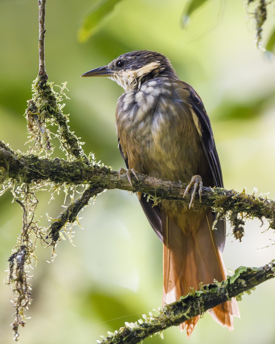 Buffy Tuftedcheek - ML646857098