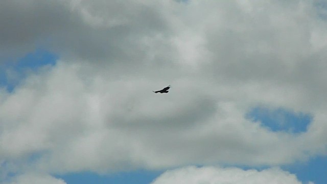 Andean Condor - ML646857099