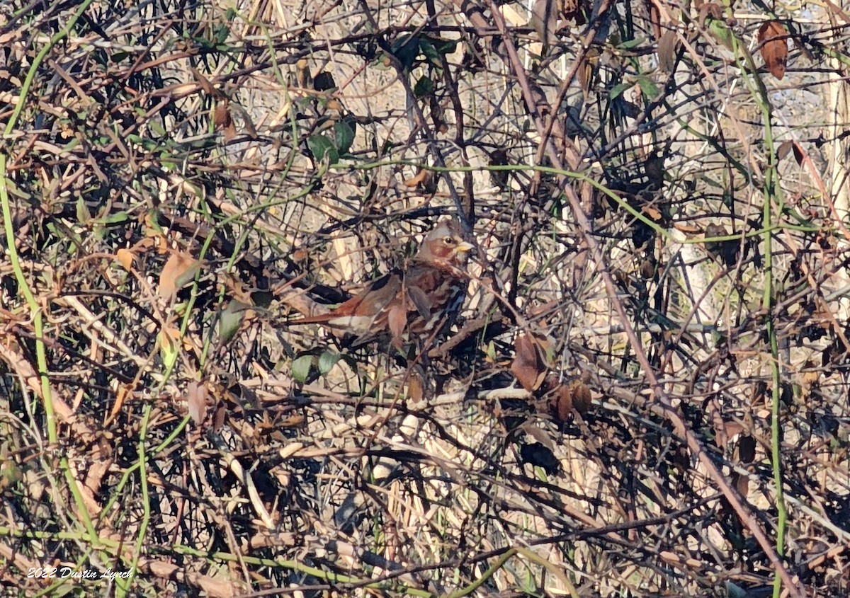 strnadec kaštanový - ML646857101