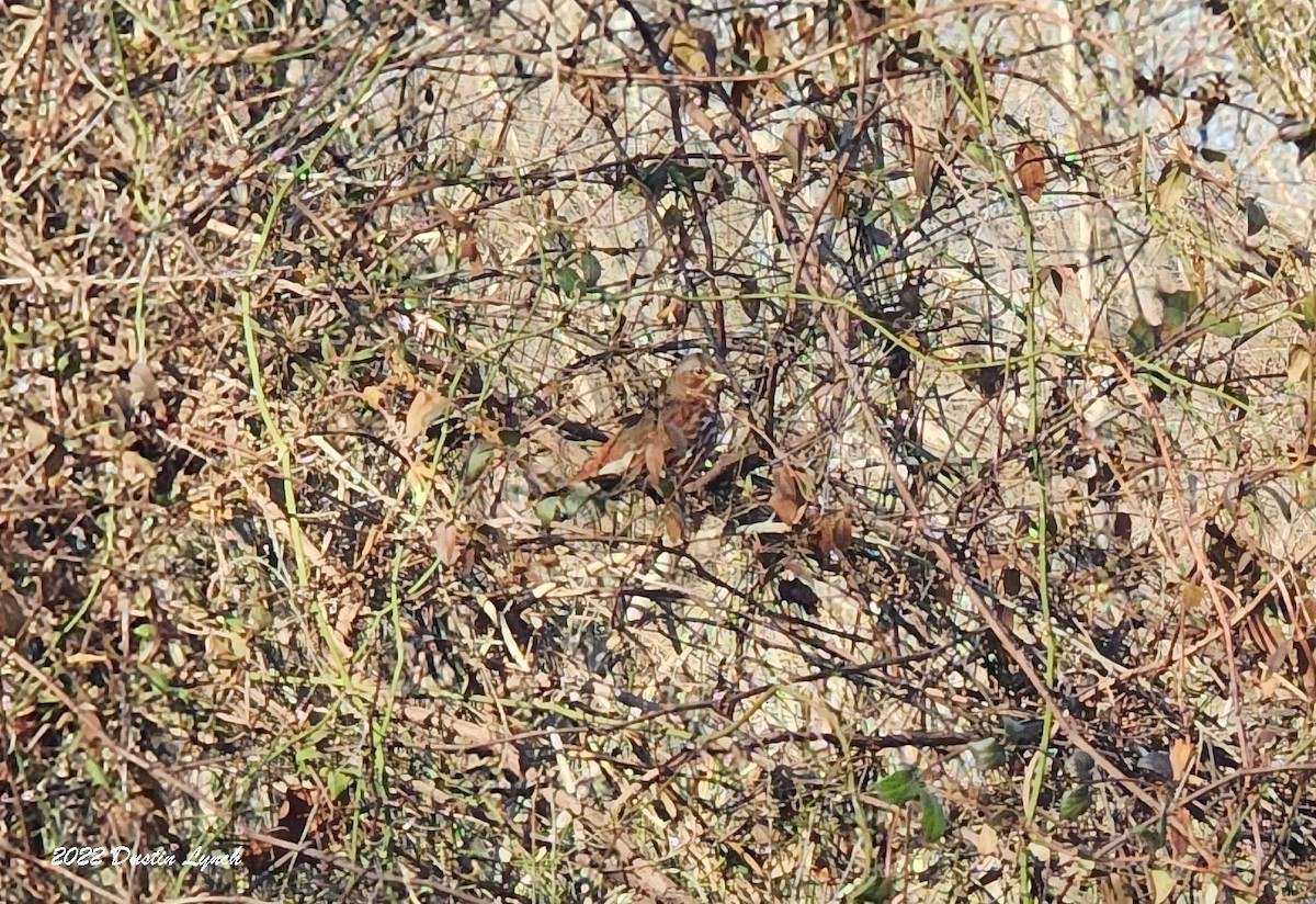 strnadec kaštanový - ML646857102