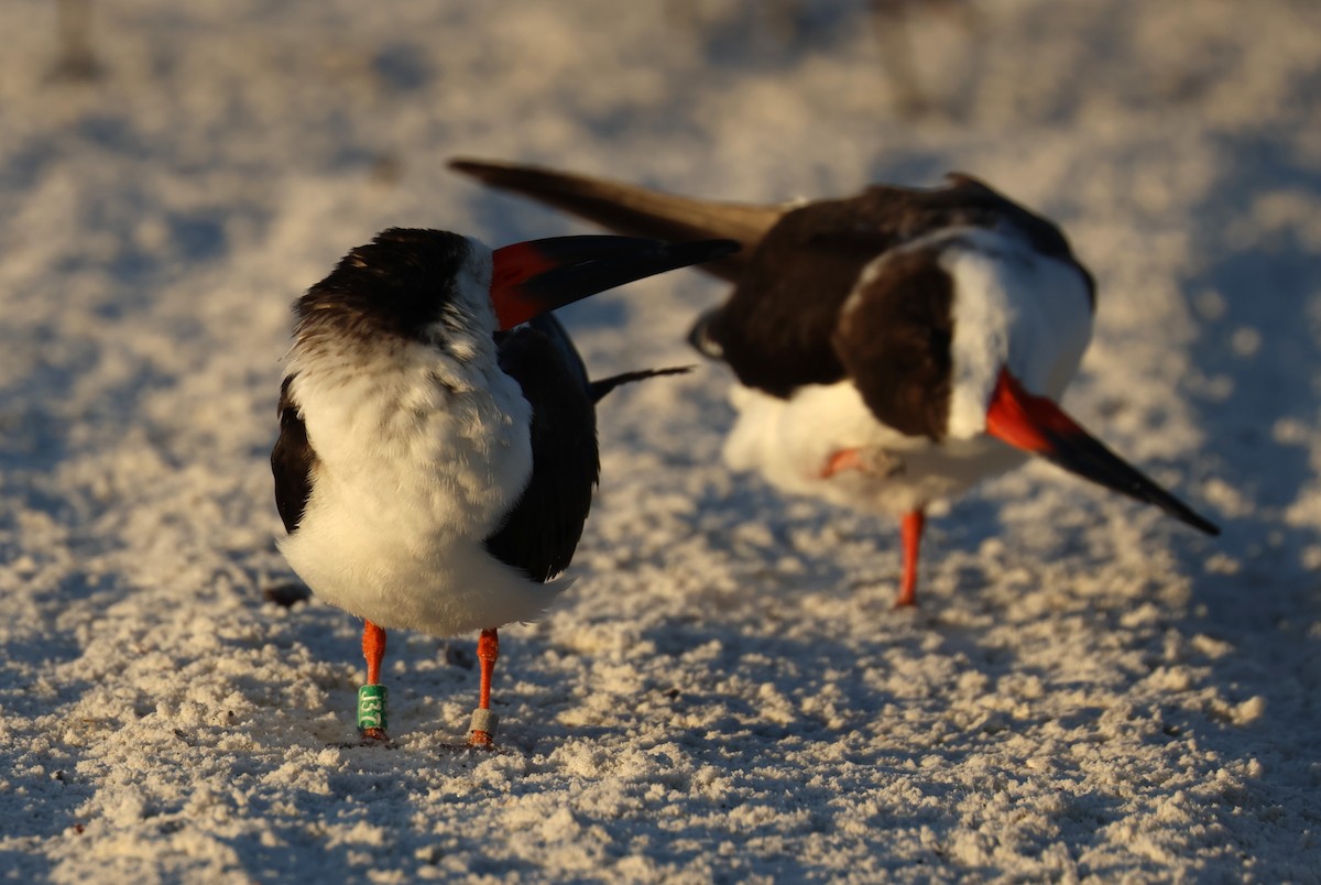 Amerikascherenschnabel - ML646857103