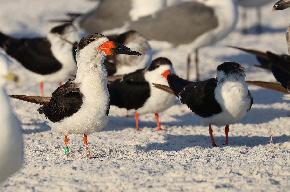 Amerikascherenschnabel - ML646857104