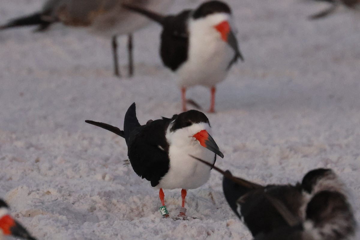 Amerikascherenschnabel - ML646857105