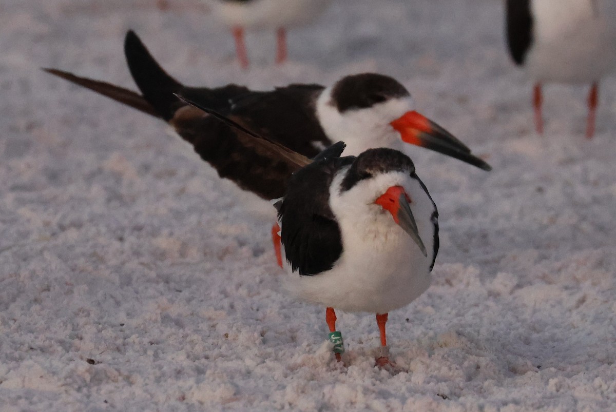 Amerikascherenschnabel - ML646857106