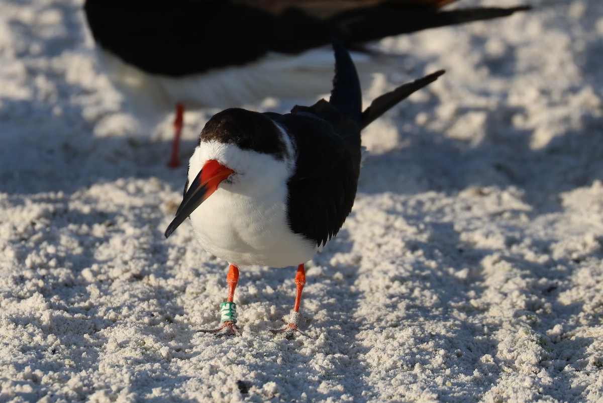 Amerikascherenschnabel - ML646857107