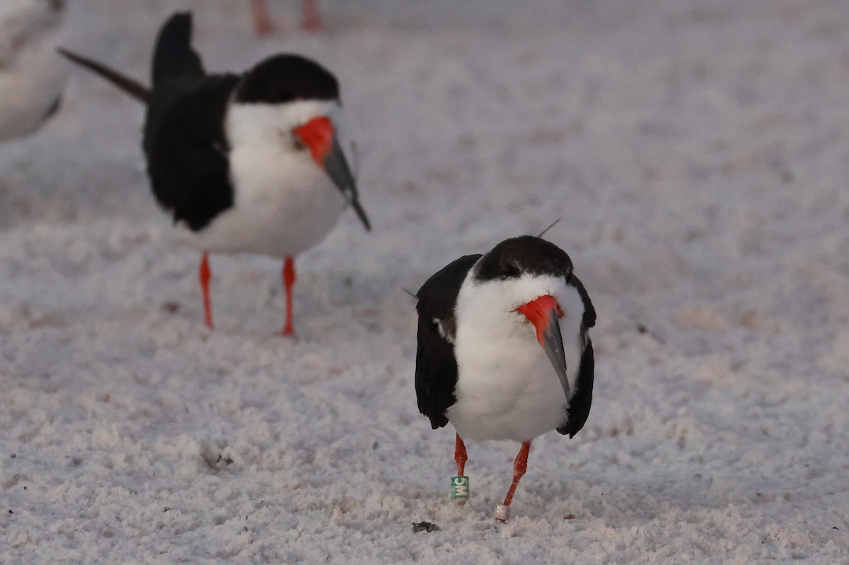 Amerikascherenschnabel - ML646857108